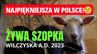 ŻYWA SZOPKA 2023 w Wilczyskach  najpiękniejsza w Polsce [upl. by Bedwell846]