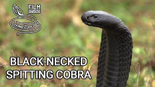 Deadly venomous Blacknecked spiting cobra Naja nigricollis wild snake in Kenya black snake [upl. by Tabina]