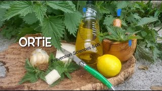 ORTIE bienfaits et recette  pesto ou pistou d’ortie urtica dioica [upl. by Xavler]