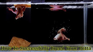 Betta Fish Breeding Step By Step  How To Breed Betta Fish [upl. by Berriman94]