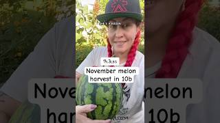 November melon harvest zone10b garden urbangarden growyourownfood organicgardening gardening [upl. by Jethro]