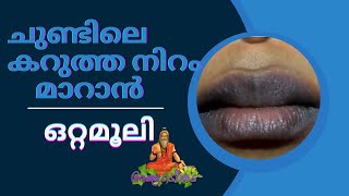 ചുണ്ടിലെ കറുത്ത നിറം മാറാൻ ഒറ്റമൂലികൾ ottamooli lipcare malayalamhealthtips homeremedies [upl. by Robbyn]