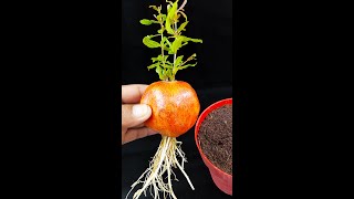 Grow a pomegranate tree from a single fruitviralvideoシ short Gardening graftingplant reelsvideo [upl. by Brelje]