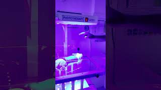 Phototherapy in Action phototherapy newborncare clinicalcareinsights jaundicetreatment [upl. by Serilda929]