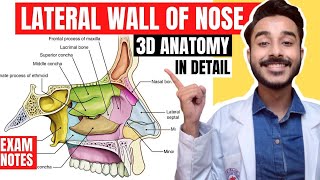 Lateral wall of nose anatomy  Lateral wall of nasal cavity anatomy [upl. by Ellenrahs]