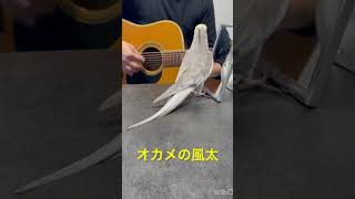 ミッキーマウスマーチを歌いながらドヤ顔をキメる風太くん♪見切れてたので再投稿♪ [upl. by Xuaegram]