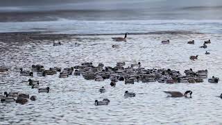 Mallard Greeting Call Recordings and Video [upl. by Julita]