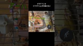 高笑いするオキナインコ オキナインコインコbirds [upl. by Louella]