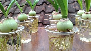 Grow Amaryllis in Water with Plastic Cups [upl. by Rebhun926]