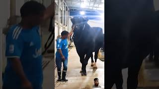 Giant Holstein friesian bull dwarfing a five foot man cow holsteincow friesian shorts [upl. by Peugia]