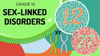 Sex linked Genetic diagrams [upl. by Uel]