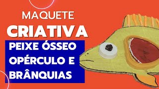 Maquete criativa MAKER respiração dos peixes ósseos brânquias e opérculo feiradeciencias [upl. by Anehc510]