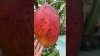 Macam jenis mangga di Indonesia shortvideo [upl. by Lianna]