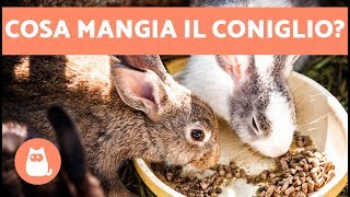 Cosa mangia il CONIGLIO 🐰🥕 ALIMENTAZIONE del coniglio cucciolo adulto anziano [upl. by Tutto]