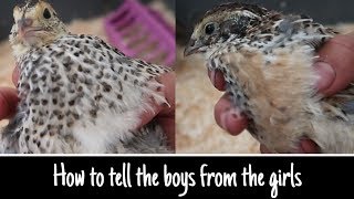 How to sex jumbo coturnix quail [upl. by Ydnamron]