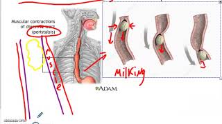 Medical Anatomy and Physiology Stomach Anatomy and Gastric Juices [upl. by Julianne354]