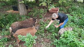 Mangalitsa pigs arrived [upl. by Anait]