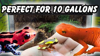 7 Small AMPHIBIANS Perfect for 10 gallon tanks [upl. by Hut]