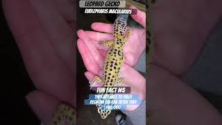 Leopard geckos Eublepharis macularius regrow its tail after falling off leopardgecko [upl. by Admama]