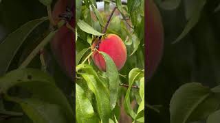 peaches fruit garden tree growyourown backyard nsw summer natureisamazing harvest shorts [upl. by Euk]