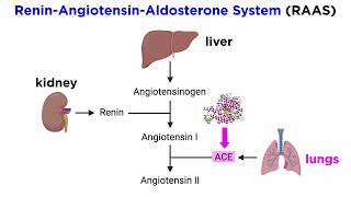 AngiotensinConverting Enzyme Inhibitors ACE Inhibitors [upl. by Notfol]