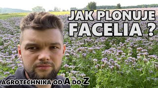 JAK NAPRAWDĘ PLONUJE FACELIA  AGROTECHNIKA od A do Z [upl. by Florella]