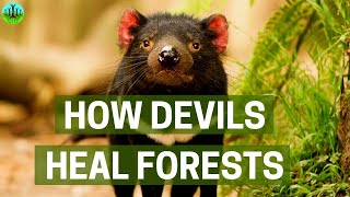 How Devils Heal Forests [upl. by Aihtennek165]