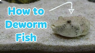 HOW TO DEWORM FISH  TREATMENT FOR PARASITES [upl. by Erehc139]