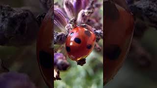 7 Spot Ladybird Resting On Lavender ladybirds insects nature [upl. by Nigel]