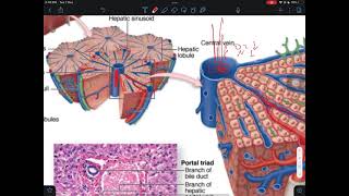 Histology of the liver [upl. by Ajak]