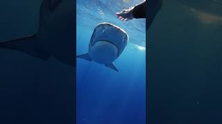 Tiger Shark Redirect😮 shark sharks tigershark sharkdiving [upl. by Golda]