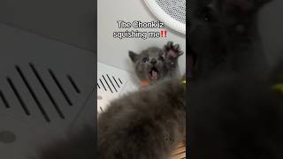 SOS 🛟‼️ NOODLES IS SMOOSHED‼️ babykittens fosterkittens rescuekittens petdryer cutecats [upl. by Hoang]