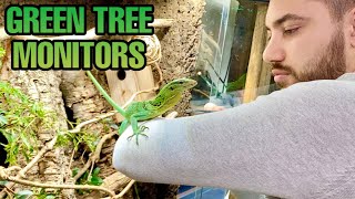 TAMING MY DREAM LIZARDS  GIANT ENCLOSURE SNEAK PEEK GREEN TREE MONITOR UPDATE Varanus prasinus [upl. by Searle]