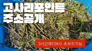 3시간만에 10키로 채취 성공👍👍 고사리채취고사리꺽기고사리포인트 고사리손질방법 [upl. by Hale]