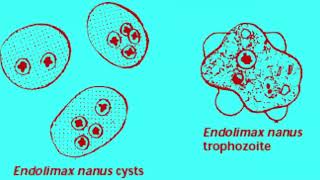 Características de Endolimax nana en el laboratorio [upl. by Assenev]