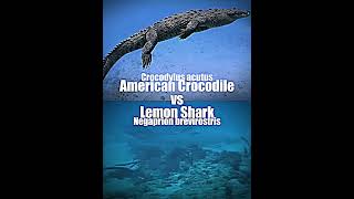 American Crocodile vs Lemon Shark shorts [upl. by Aiva]