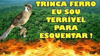 TRINCA FERRO EU SOU TERRÍVEL PARA ESQUENTAR [upl. by Bijan]