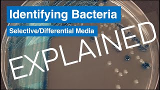 Selective and Differential Agar  Explained [upl. by Enimsay455]