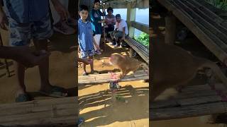 Chittagong Tour  Sitakunda  Chandranath Hill  Chandranath Temple  Monkey 🐒 Eats Banana 🍌 [upl. by Rebhun417]