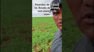 Fazendas em Sarandi no Estado do Paraná com plantios de soja [upl. by Ardiedal]