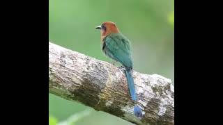 Burung motmot [upl. by Parthena17]