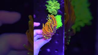 STUNNING Torch Coral 🔥 shorts aquarium reef corals [upl. by Terza415]