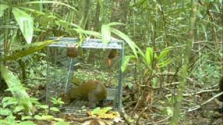 Agoutis around live trap [upl. by Daenis568]