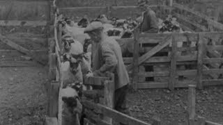 Blackfaced Sheep 1946  BFI National Archive [upl. by Ahsatsan]