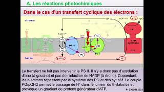 Physiologie végétale  Nutrition carbonée 8  Théorie chimioosmotique cycle de Calvin [upl. by Missak]