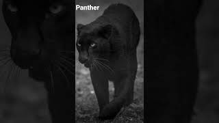 What A Panther Sounds Like [upl. by Lalage]