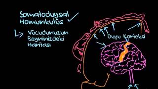 Somatoduyusal Homunkulüs Sinir Sistemi Fizyolojisi Psikoloji  Çevreyi Algılama [upl. by Nrehtac]