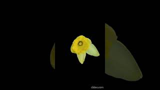 Beautiful blooming flower time lapse video timelapse [upl. by Harri]