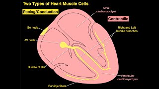 Two Types of Heart Muscle Cells [upl. by Atikcir348]