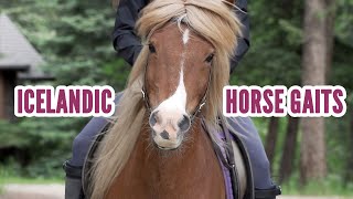 Icelandic Horse Gaits [upl. by Eineg]